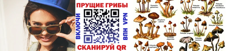 Псилоцибиновые грибы Psilocybine cubensis  Серафимович 